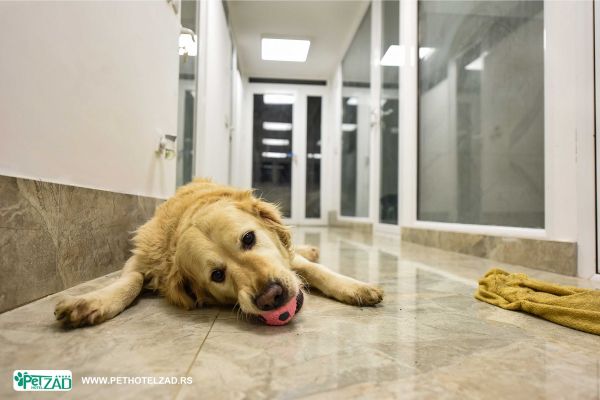 hotel-za-pse-cena2FDF80B6-4ACA-E88A-EEF6-8E2B05D66A62.jpg